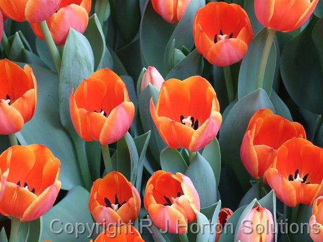 Tulips orange